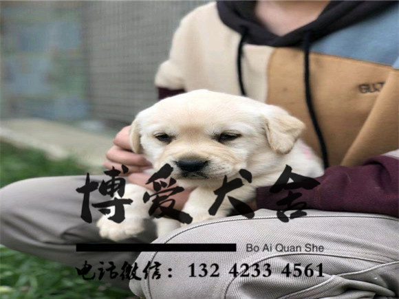 拉布拉多犬价格.2600元