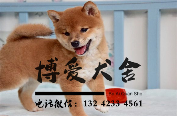 日本柴犬价格.18000元