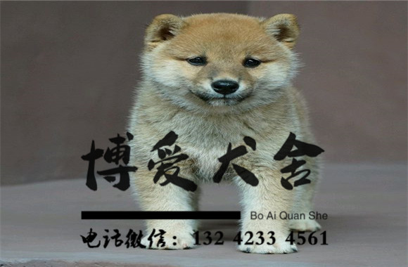 日本柴犬价格.5600元