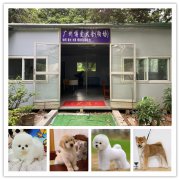 金毛犬舍，广州天河区哪里有卖金毛犬